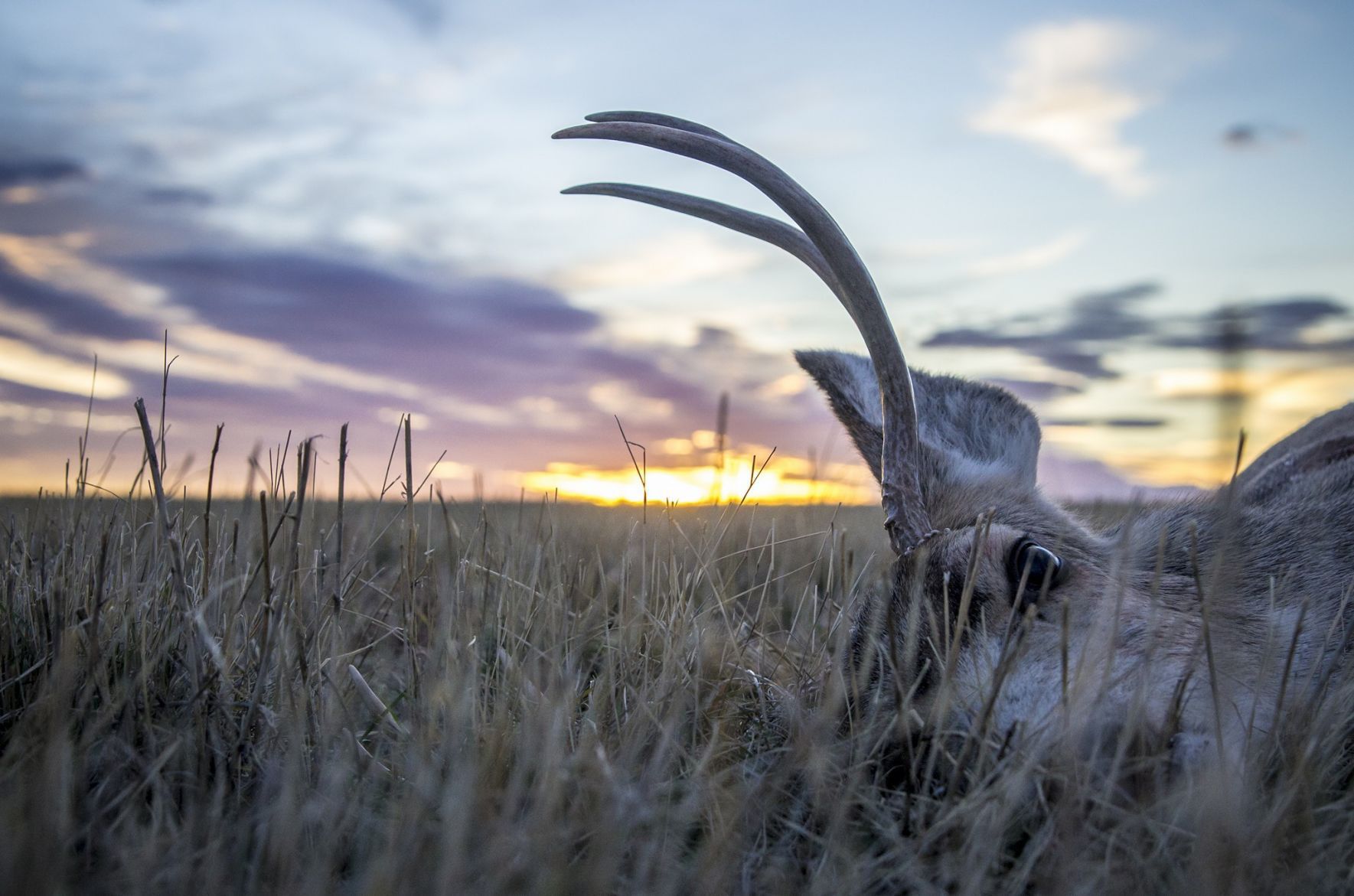 Hunting trophy